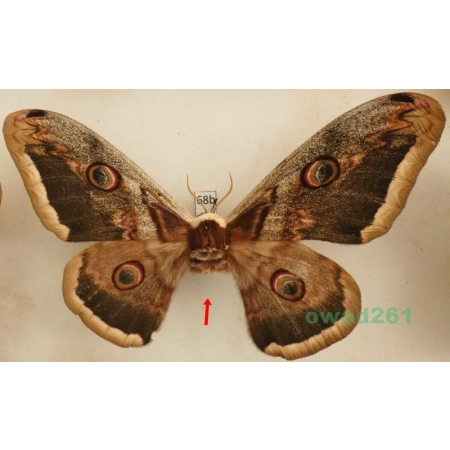 Saturnia pyri (Denis & Schiffermüller, 1775) female Pawica gruszówka Czech 117mm68b